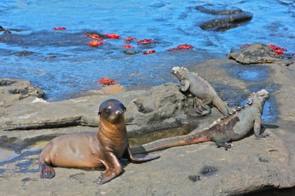 The Galapagos Islands, a Nature Travel Mecca