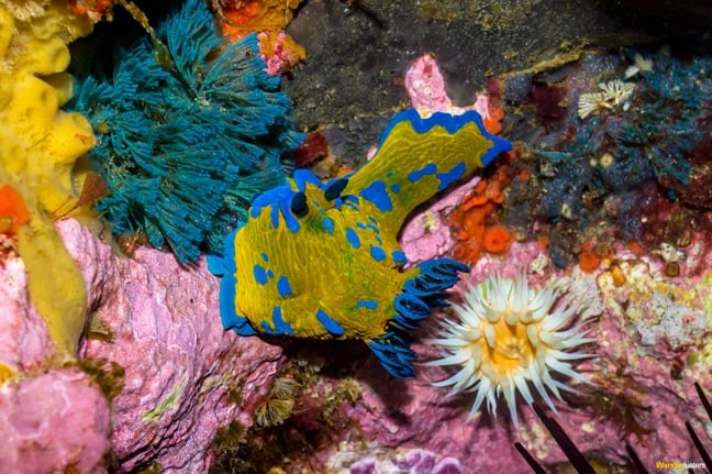 Nudibranch at Poor Knights Islands Marine Reserve, New Zealand