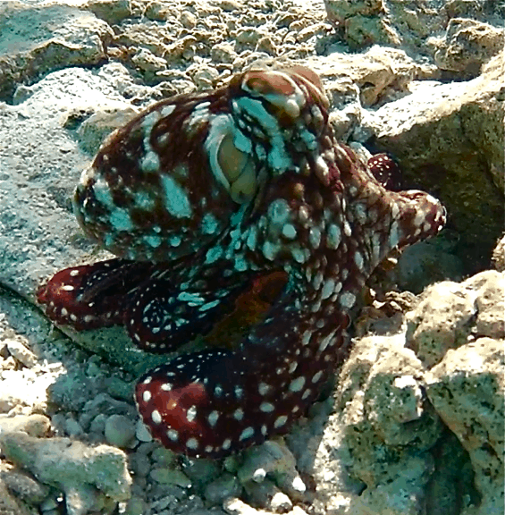 Octopus at Ruahatu Lagoon Sanctuary, Bora Bora