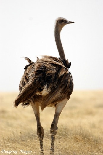 Ostrich from behind
