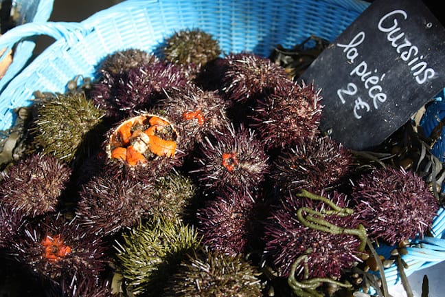 Weird French Foods: Oursins