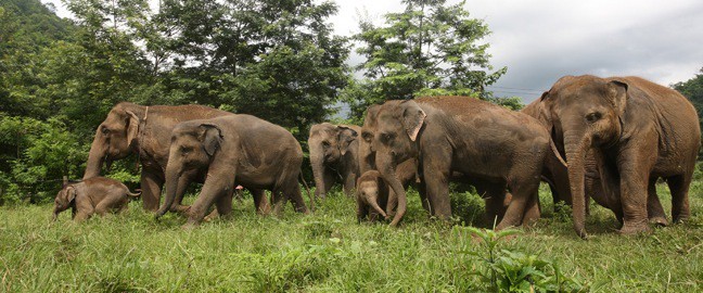 Elephant Nature Park, Thailand