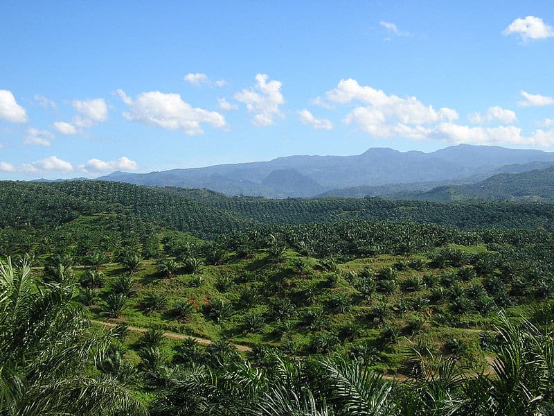 How Palm Oil Is Bad For Palawan Philippines And The Planet