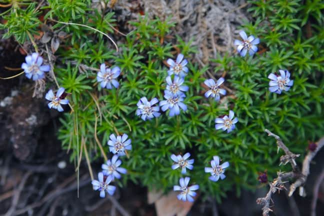 Patagonian Edelweiss in Torres Del Paine National Park, Chile