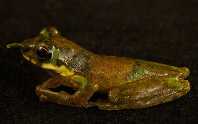 Weird Looking Frogs Around The World, Pinocchio Frog