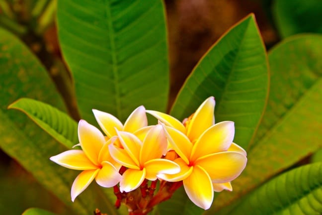 The Plumeria flower, used to make Leis in Tahiti.