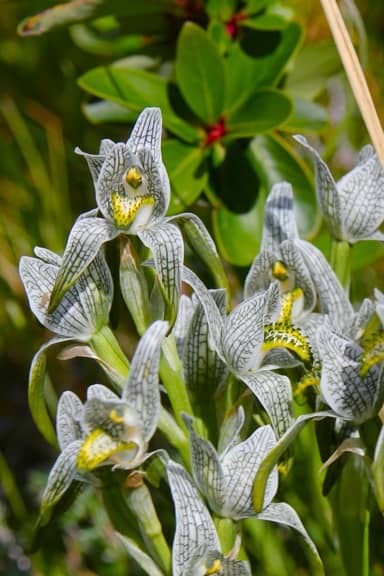 Porcelain Orchid in Torres del Paine National Park