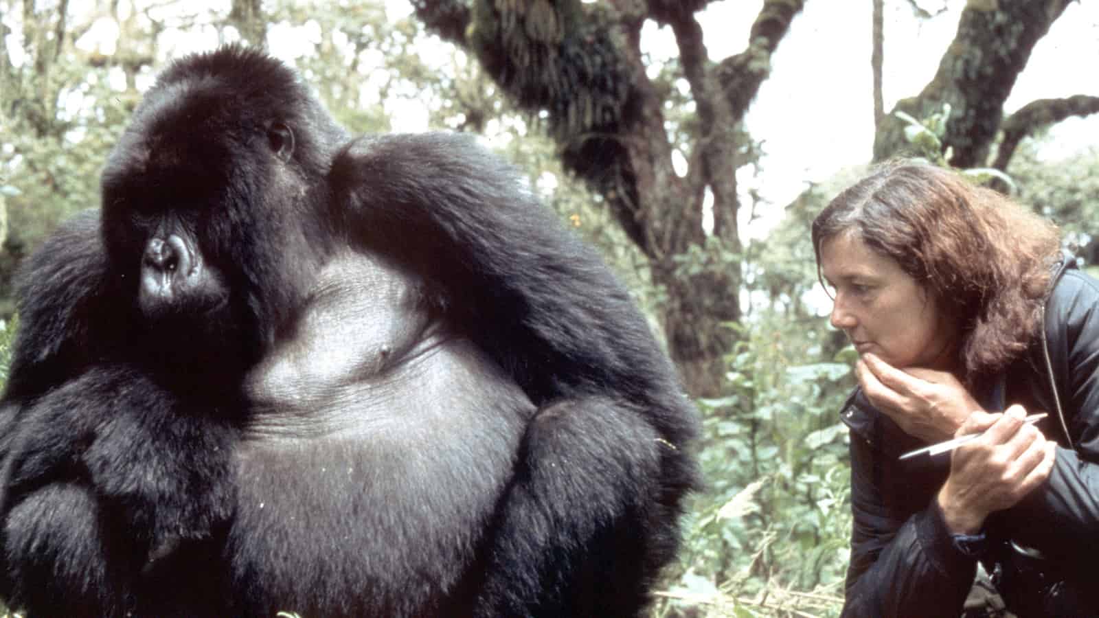 Dian Fossey and Digit