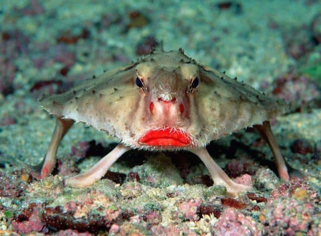 Red-Lipped Galapagos Batfish, photographed by Rein Ketelaars via Creative Commons