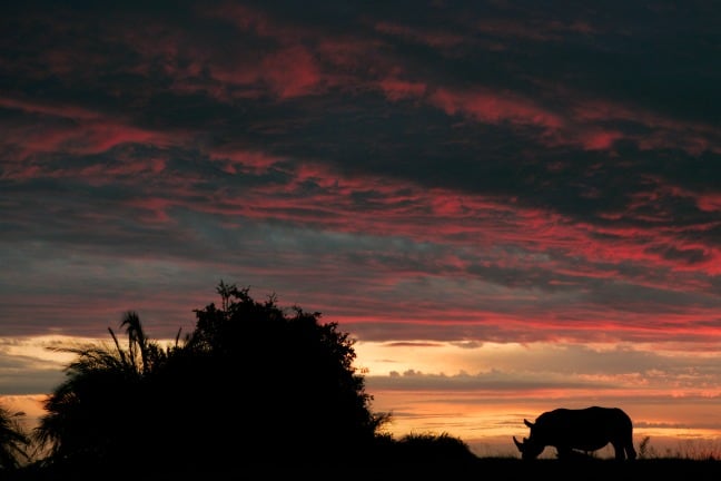 Rhino at Sunset in Africa photographed by Beverly Joubert