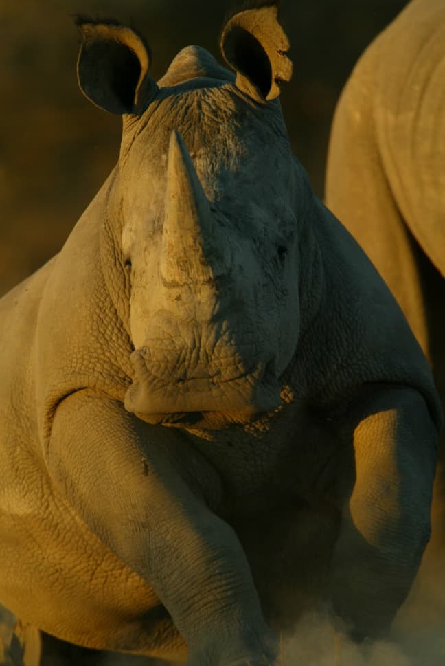 Rhinos Without Borders photo by Beverly Joubert