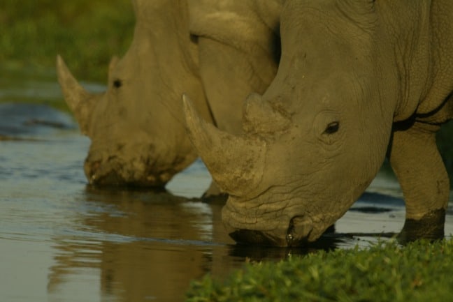 Rhinos Without Borders photo by Beverly Joubert