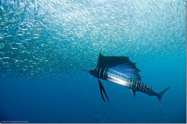 Sailfish, by pats0n via Creative Commons