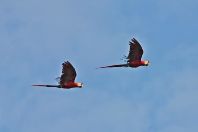 Scarlet Macaws in Flight in the Peruvian Amazon