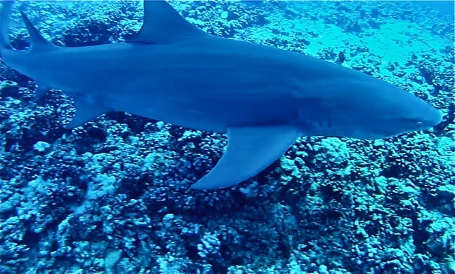 shark-galapagos-islands