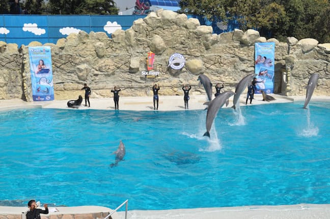 Captive Dolphins at Dolphin Discovery at Six Flags, Mexico City