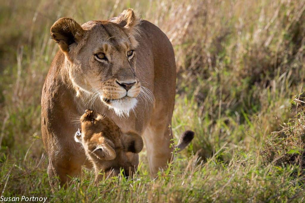 The connection between Walking With Lions and canned lion hunting.