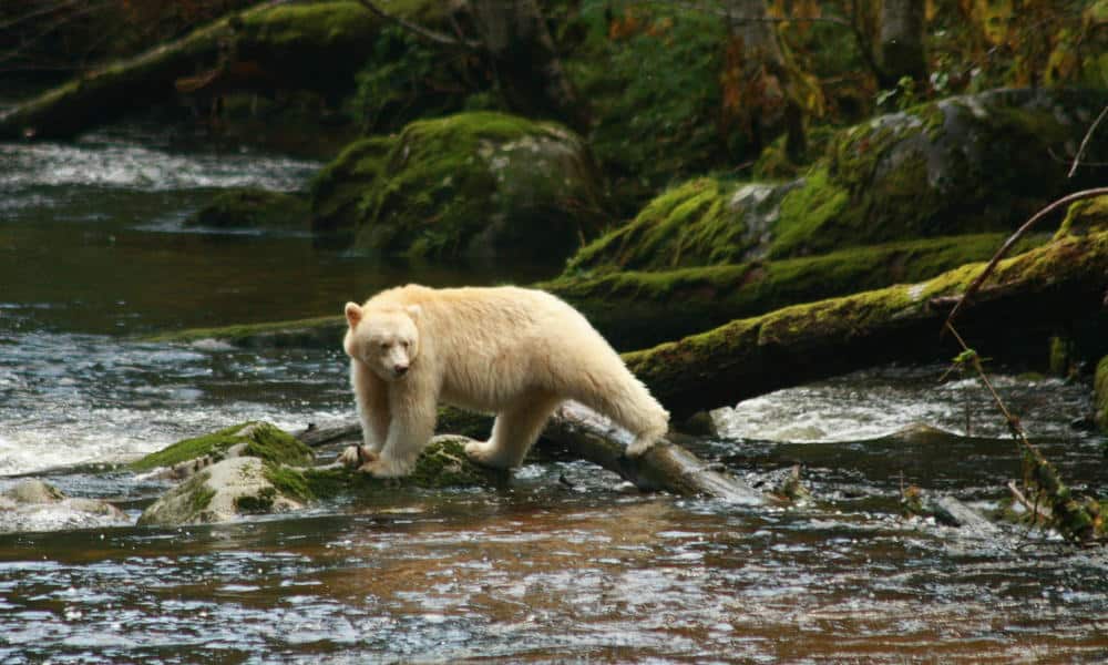 Spirit Bear in Great Bear Rainforest, British Columbia