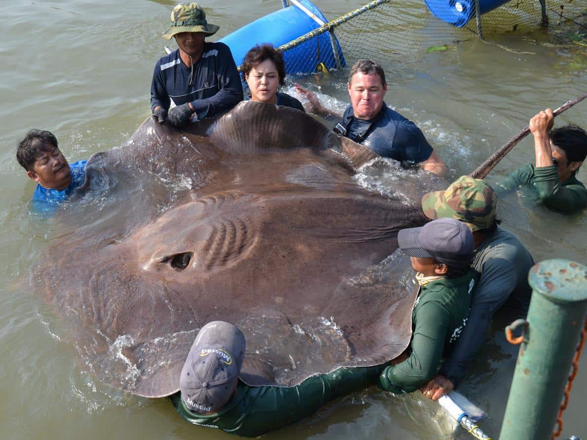 Jeff Corwin with Giant Stingray