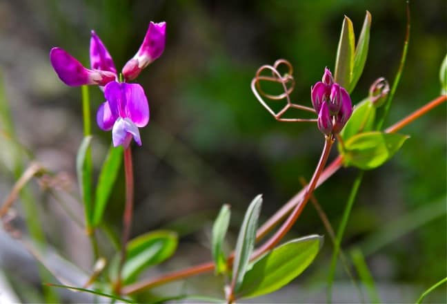 Sweet Pea in Torres Del Paine National Park