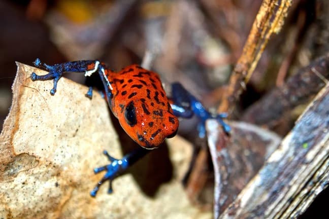 Frogs of Costa Rica -Strawberry Poison Dart Frog in Tortuguero National Park