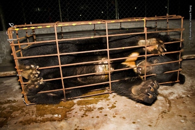 Animals Asia Foundation works to end Bear Bile Farming