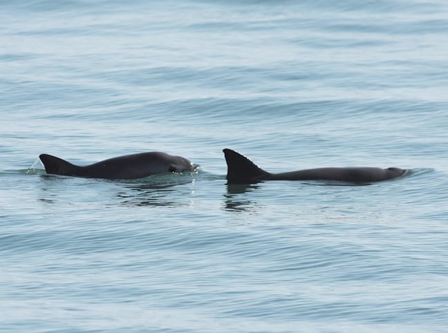 Vaquita (Desert Porpoise) Photo by Dr. Thomas A. Jefferson