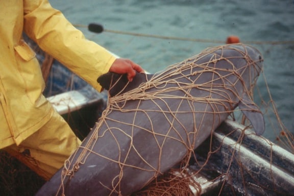 Vaquita caught in gillnet