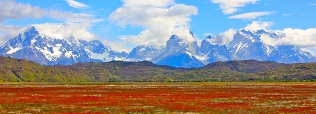 Vinagrillo (a.k.a. Common Sorrel) at the Base of Torres Del Paine