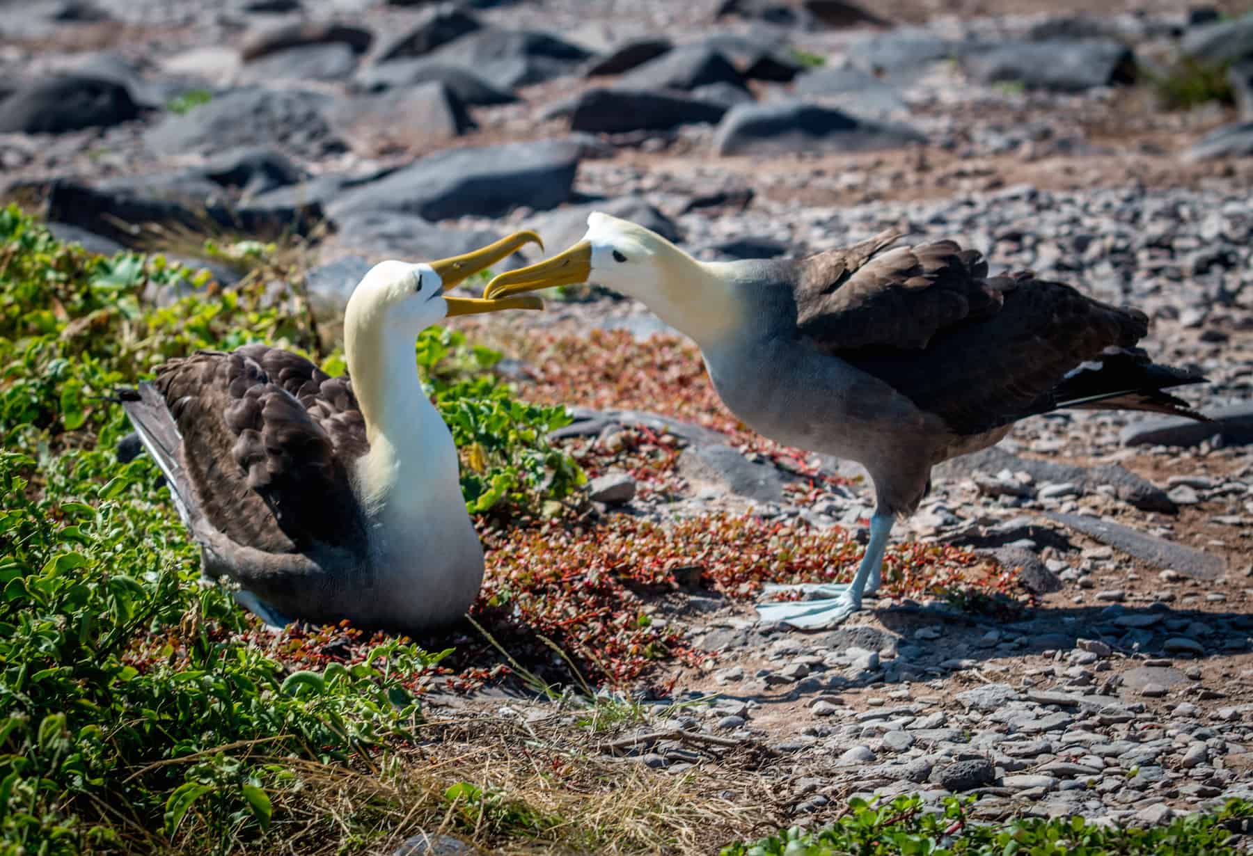 Galapagos Islands Animals: Waved Albatross