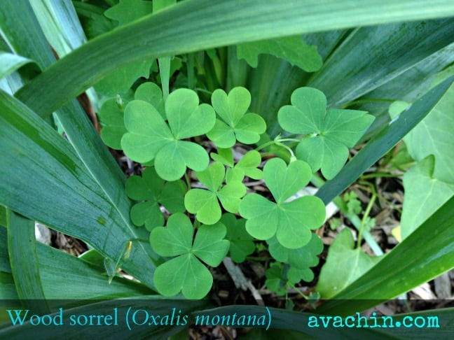 Wood Sorrel