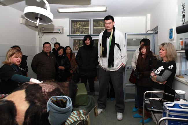 NBA Legend Yao Ming Visits the Animals Asia Foundation Bear Sanctuary