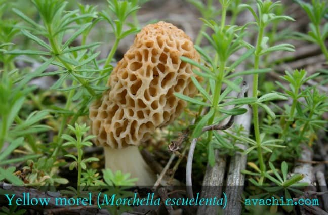 Yellow Morel