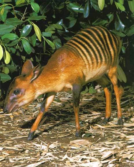 Weird Animals, Zebra Duiker